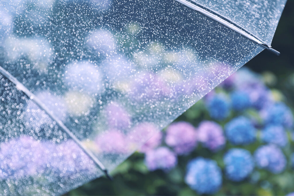 【体質から整える】続・梅雨の湿邪に負けない！6月の体調不良を根本改善する鍼灸ケア｜東武練馬 こもれび鍼灸院