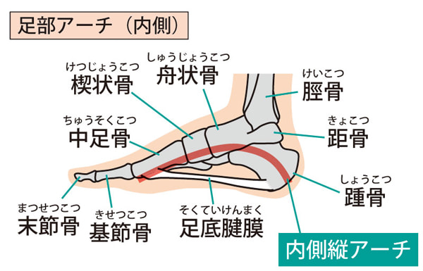 足部アーチ（内側）