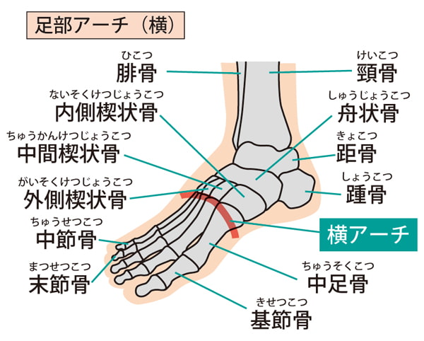 足部アーチ（横）