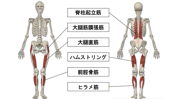 股関節の捻じれ