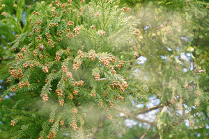 花粉画像