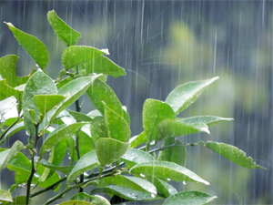 梅雨画像