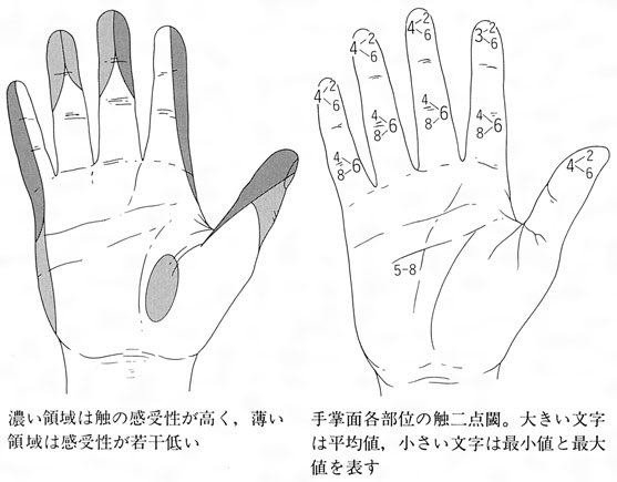 手指の触覚分布と2点弁別閾