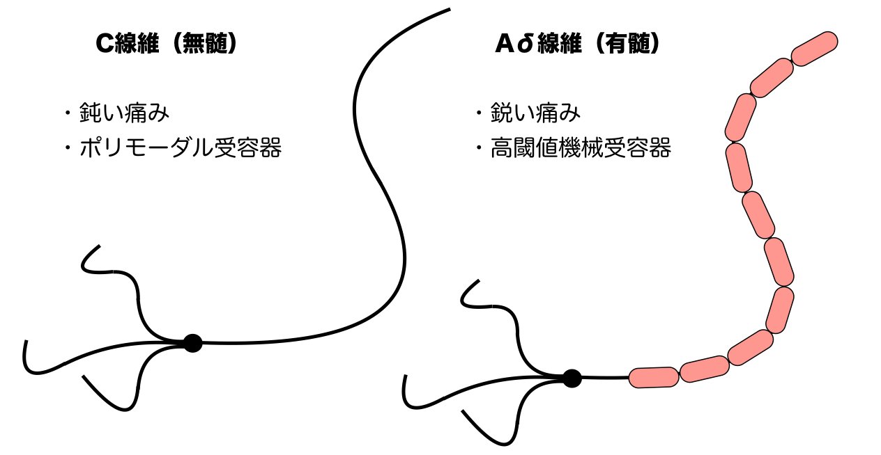 痛みの伝導とAδ線維・C線維の図