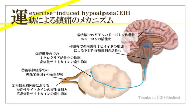 運動による鎮痛 EIH のメカニズムに関するまとめ