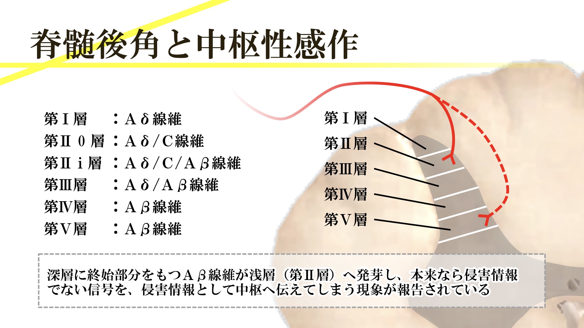 中枢性感作とアロディニアに関する神経機序の図
