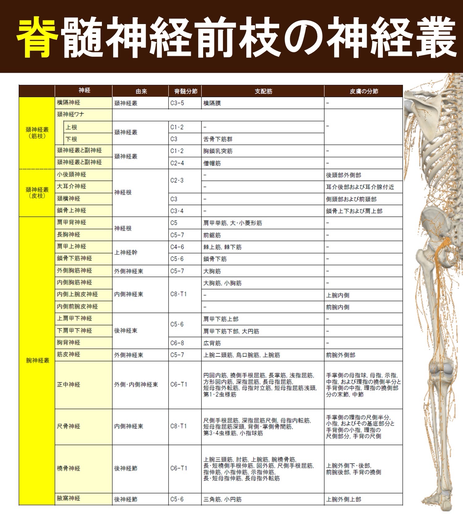 脊髄神経のまとめ図1