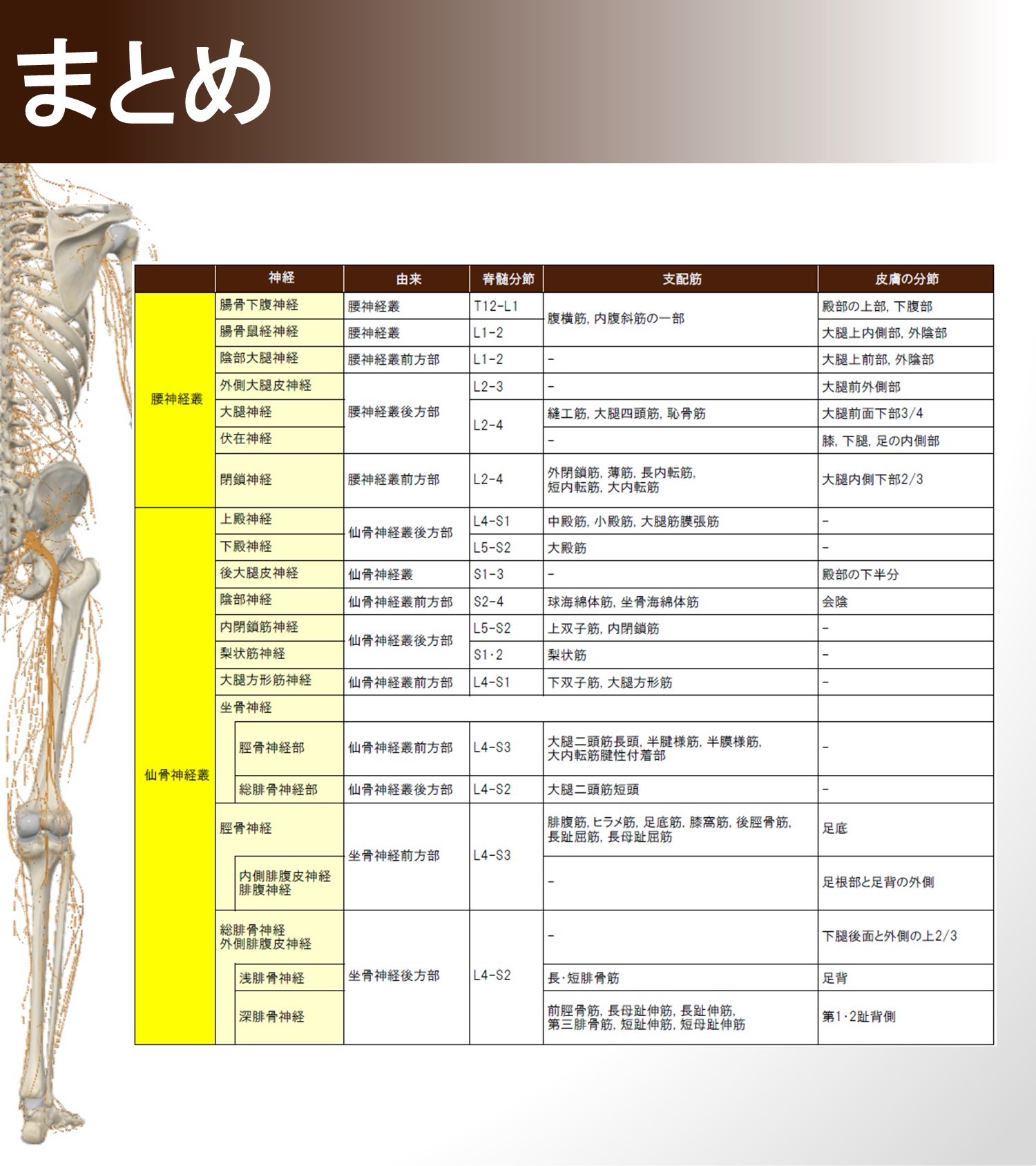 脊髄神経のまとめ図2