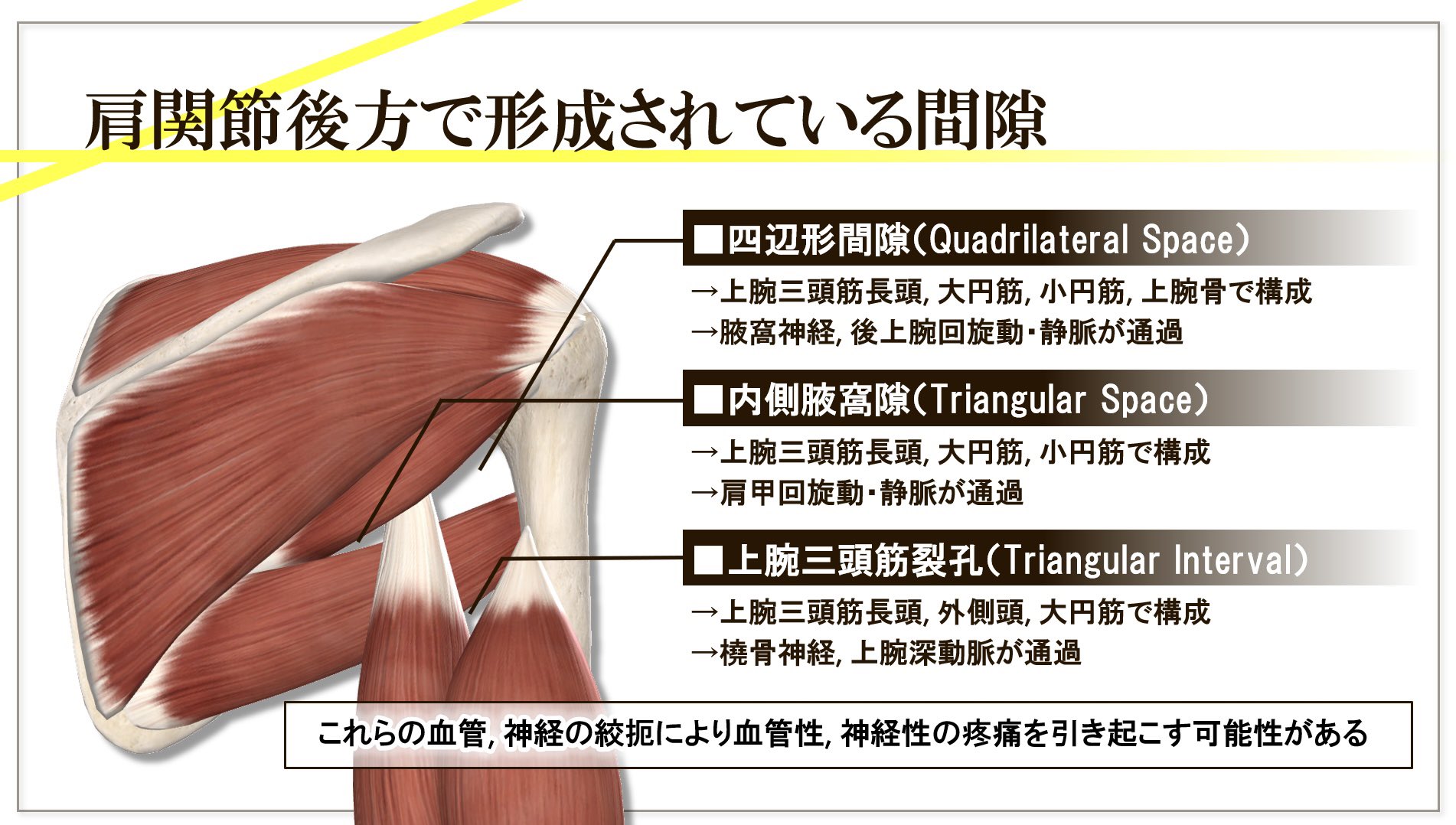 肩関節後方で形成されている間隙