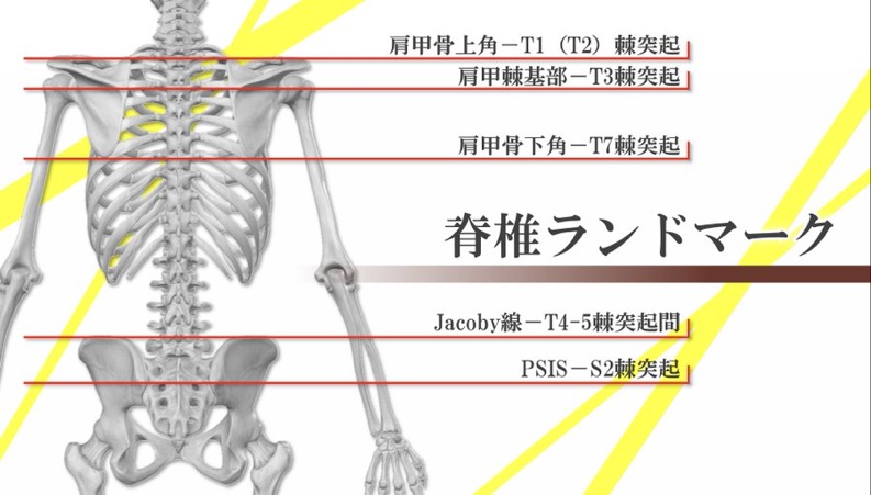 一般的な脊椎ランドマーク