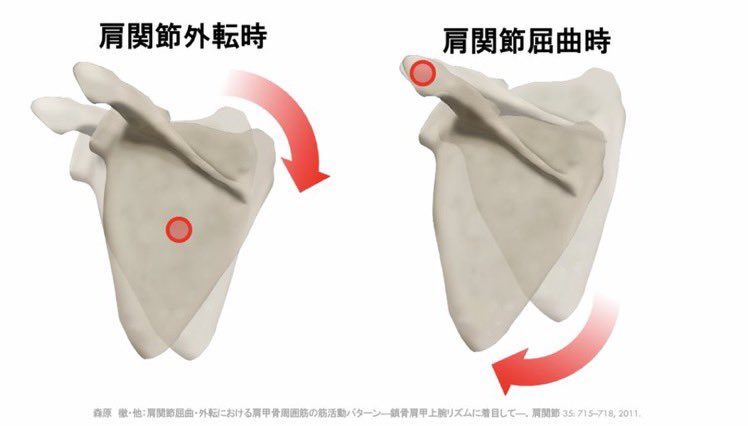 肩関節屈曲時と外転時の肩甲骨上方回旋の違い