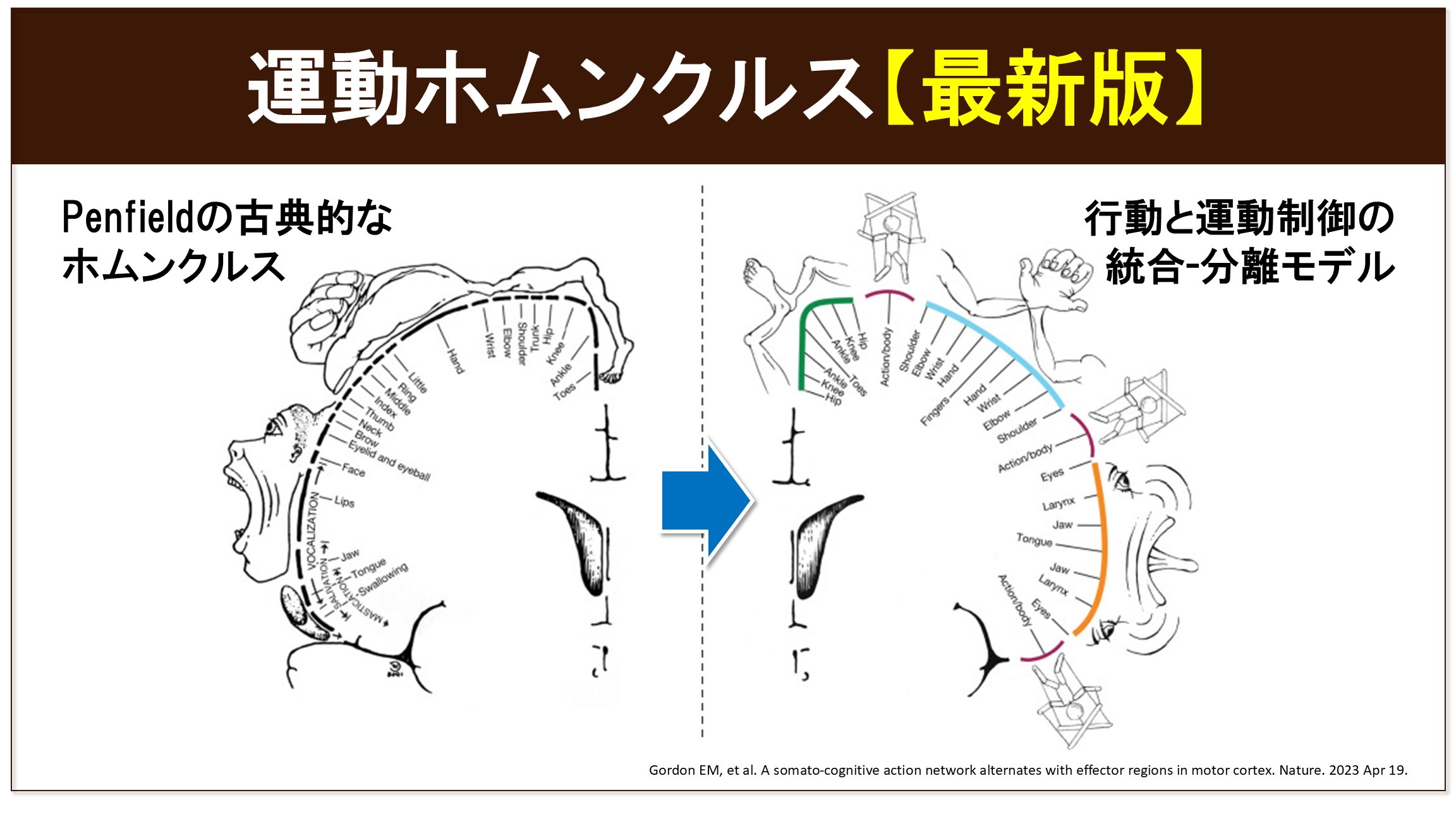 運動ホムンクルス最新版