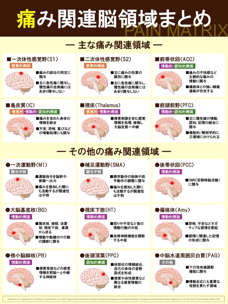 痛みに関連する脳領域まとめ