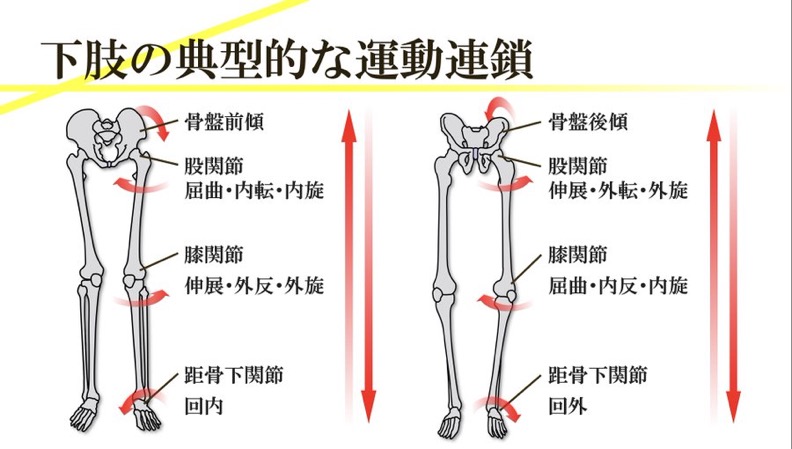 下肢の典型的な運動連鎖を示す図。骨盤の傾きに連動して股関節・膝・距骨下関節の動きが変化する様子