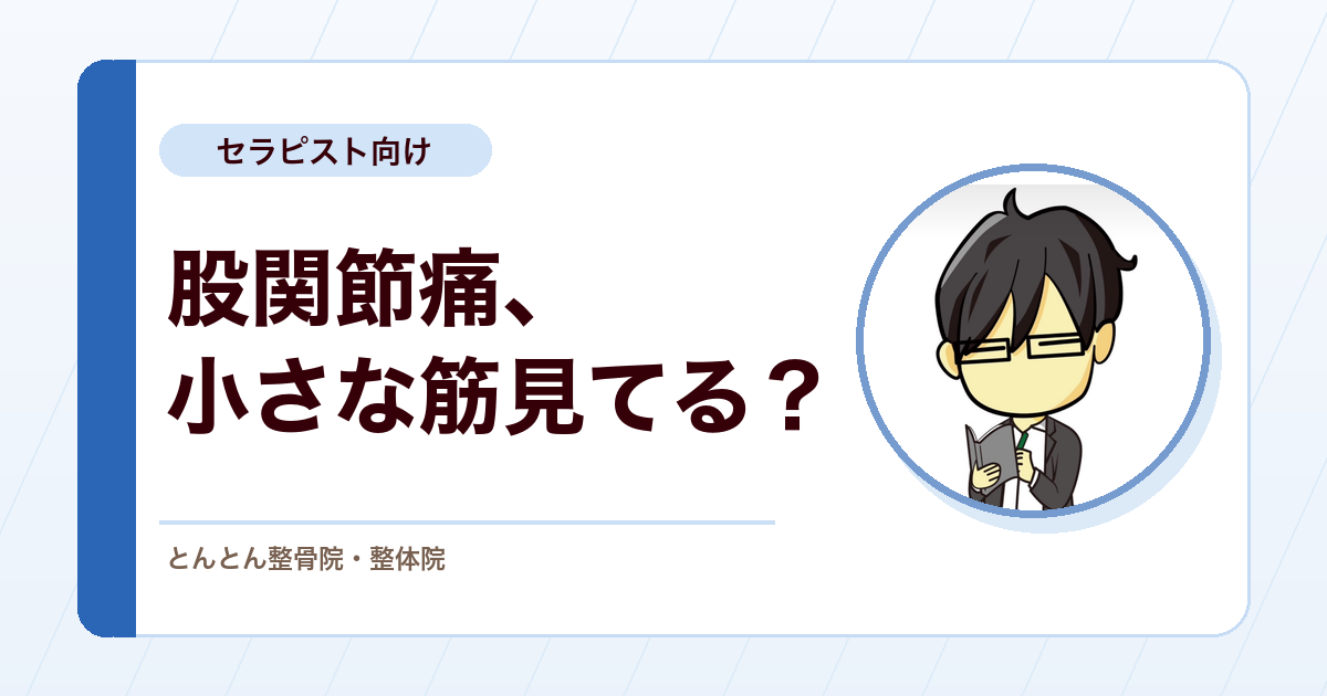 腸骨関節包筋（Iliocapsularis）とは？股関節痛の評価で知っておきたい小さな筋
