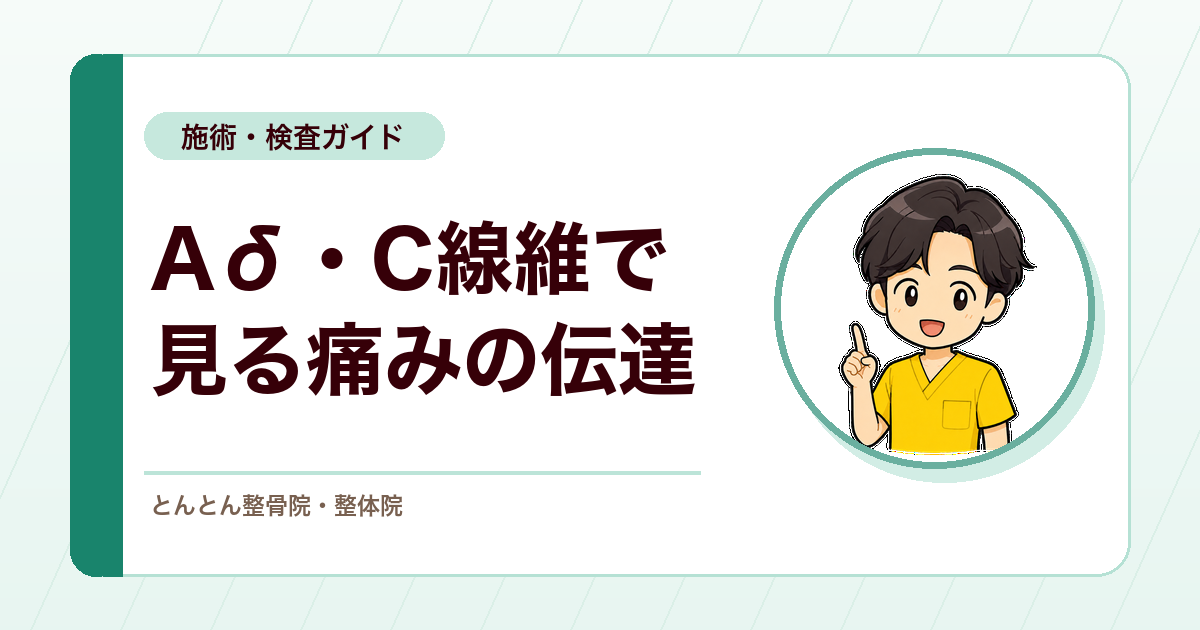 一次痛と二次痛とは？Aδ線維・C線維で考える痛みの伝わり方