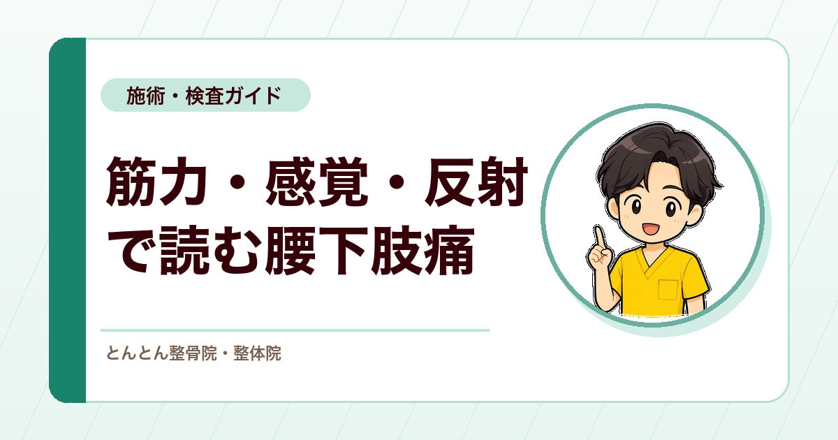 L2からS1までをつなぐ腰下肢痛。筋力・感覚・反射の読み方