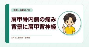 肩甲骨内側の痛みと肩甲背神経障害。斜角筋部の絞扼を考える