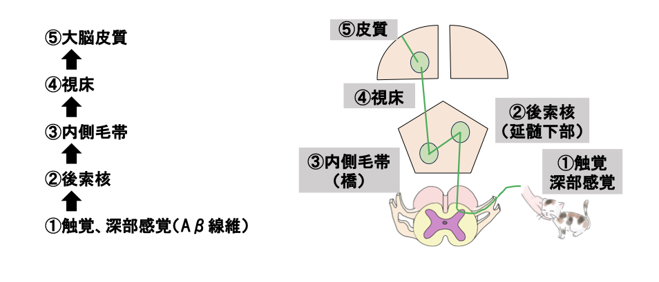 触覚と深部感覚の伝導路