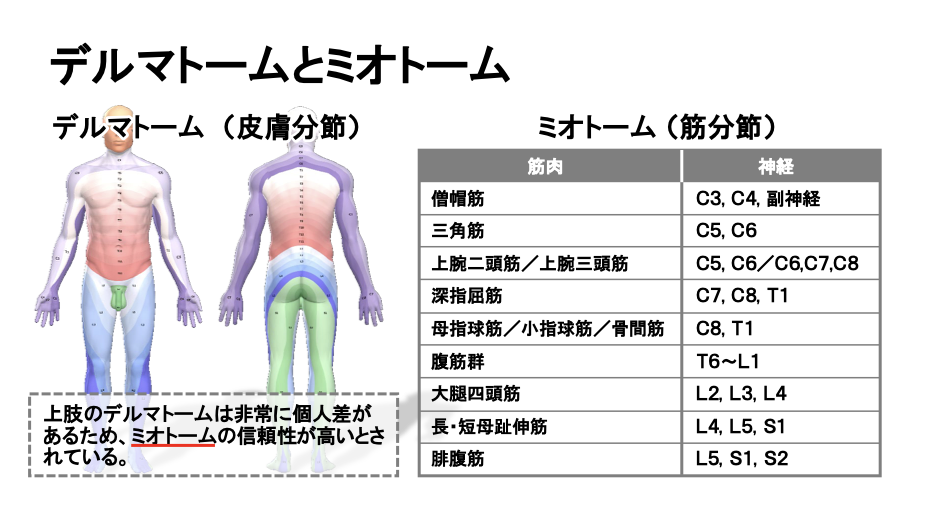 デルマトームと筋力評価の対応