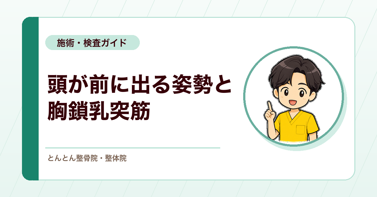頭部前方位姿勢（FHP）と胸鎖乳突筋。首の前方偏位を筋の走行から考える