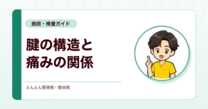 運動療法で腱の構造は変わるのか。構造の変化と痛みの改善はどこまで結びつくか
