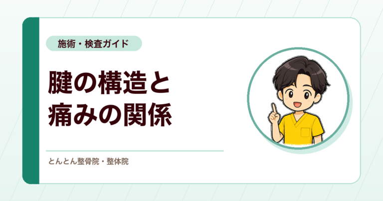 運動療法で腱の構造は変わるのか。構造の変化と痛みの改善はどこまで結びつくか