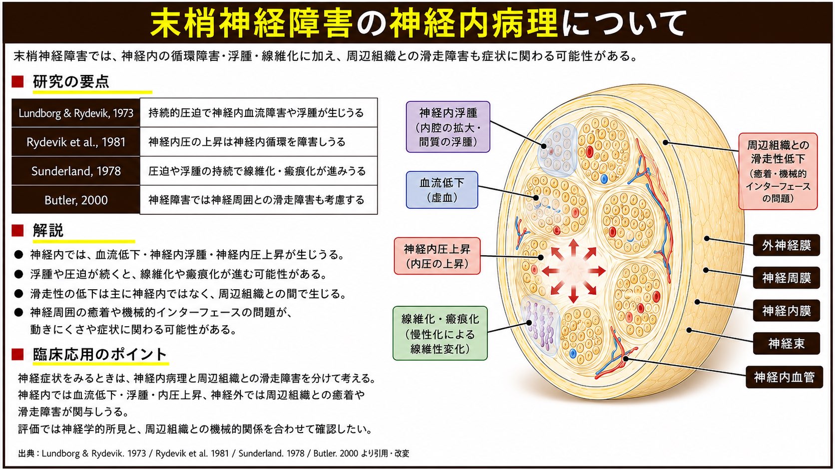 末梢神経障害の神経内病理の図解。研究の要点（Lundborg & Rydevik 1973／Rydevik et al. 1981／Sunderland 1978／Butler 2000）と、神経内の血流低下・浮腫・内圧上昇・線維化、周辺組織との滑走性低下